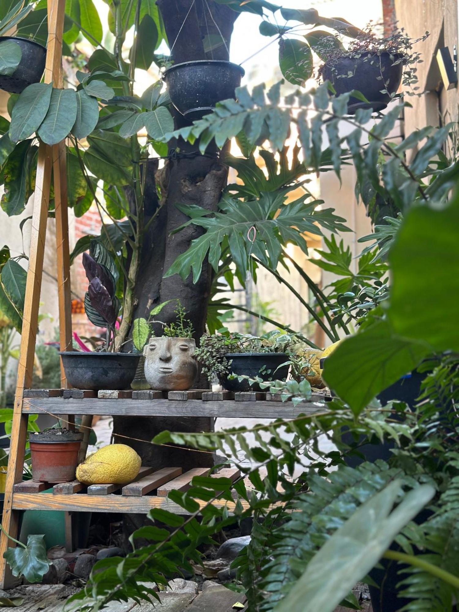 509 Accommodation Oaxaca Bagian luar foto